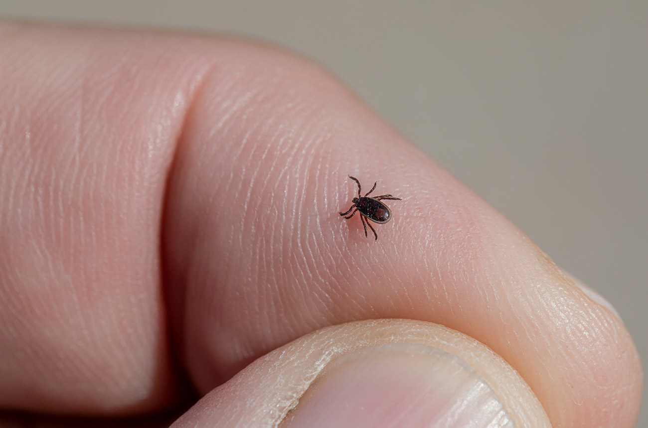 Person with small tick crawling on their finger