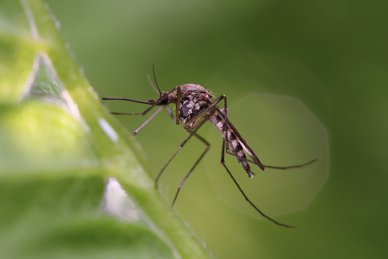 Mosquito on a plant